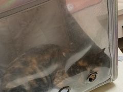 -瑞派宠物医院·24h·骨外科·皮肤科·全科宠物医疗转诊中心(沈阳浑南院)