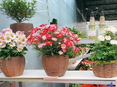 -桂林市花鸟市场