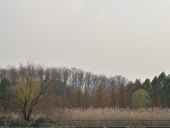 -昆山城市生态森林公园