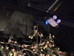 -绿茶餐厅(燕郊永旺店)