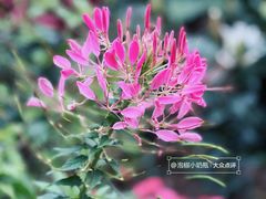 -深圳市中科院仙湖植物园