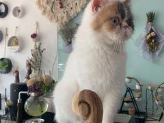 -平行世界·猫咖(首经贸店)