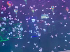 -石家庄极地海洋世界