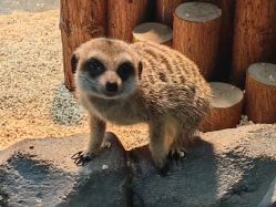 -Zoolung Zoolung动物主题公园(海信广场店)