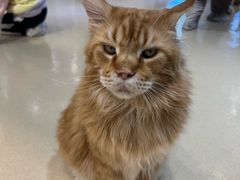 -藏猫猫咖啡主题馆(中央大道店)