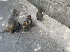 -黔灵山公园