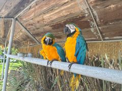 -西霞口神雕山野生动物世界