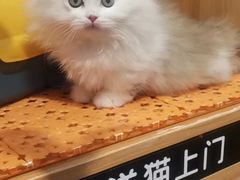 -欣宠猫屋·矮脚拿破仑·蓝金金渐层