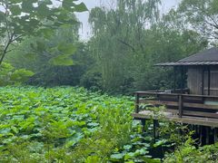 -溱湖国家湿地公园