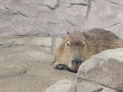 -宁波野生动物园