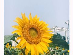 -百万葵园