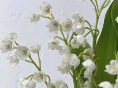 -王尔德与花