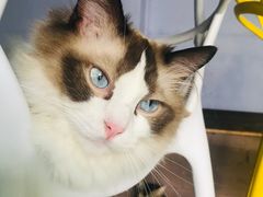 -喵屿·大理花园猫咖