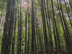 -山王坪喀斯特国家生态公园