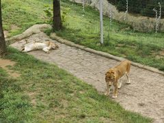 -西霞口神雕山野生动物世界