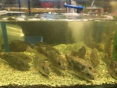 -Isla Sugbu Seafood City