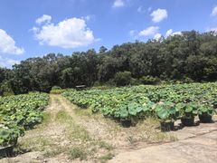 -广州莲花山旅游区