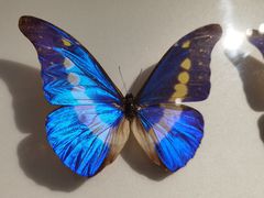 -上海昆虫博物馆