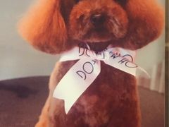-Oh My Dog宠物沙龙(伊珊娜皮毛护理店)