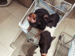 -怪兽屋·羊驼·猫咖·狗咖(俊华广场店)