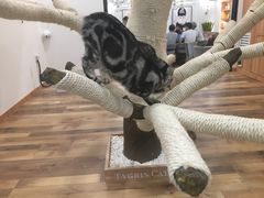 -袖虎·猫馆(体育西路店)
