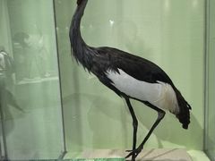 -盐城丹顶鹤湿地生态旅游区