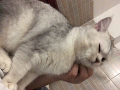 -黑山牛肉汤火锅(花城汇店)