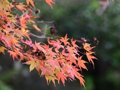 -四明山国家森林公园