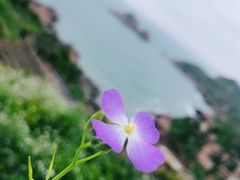 -枸杞岛