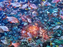 -成都浩海立方海洋公园