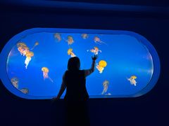 -太平洋海底世界