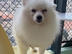 -怪兽屋·羊驼·猫咖·狗咖(俊华广场店)
