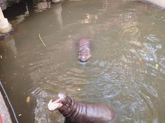 -清迈夜间动物园