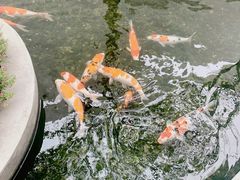 -紫马岭公园