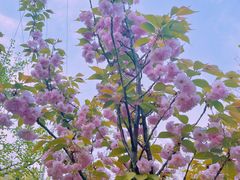 -长白岛森林公园