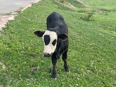 -关山草原