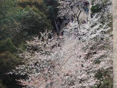 -武汉大学-樱园