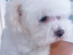 -佳雯宠物医院·皮肤科·内外科(春晓路分院)