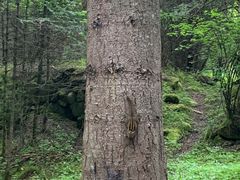 -黄龙山原始森林景区