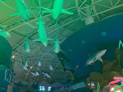 -烟台海昌鲸鲨海洋公园