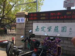 -嘉定紫藤园
