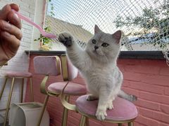 -喵屿·大理花园猫咖