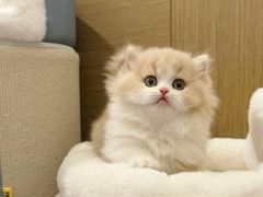 -猫十亿·布偶金渐层·曼基康矮脚猫舍(青年路店)