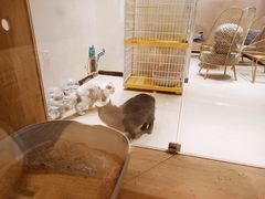 -藏猫猫咖啡主题馆(中央大道店)