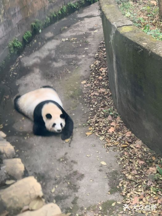 成都动物园图片