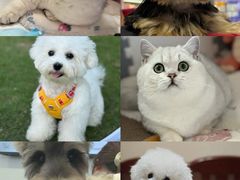 -翊宠yipet猫狗购宠庄园