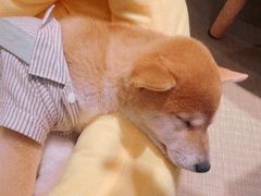 -逗柴咖啡屋·狗咖猫咖宠物桌游