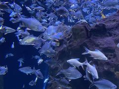 -成都浩海立方海洋公园