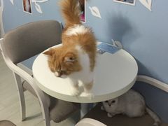 -喵的天空名猫咖啡馆·撸猫·猫舍·用品