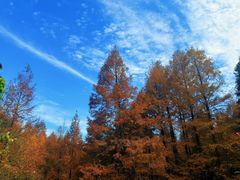 -山王坪喀斯特国家生态公园